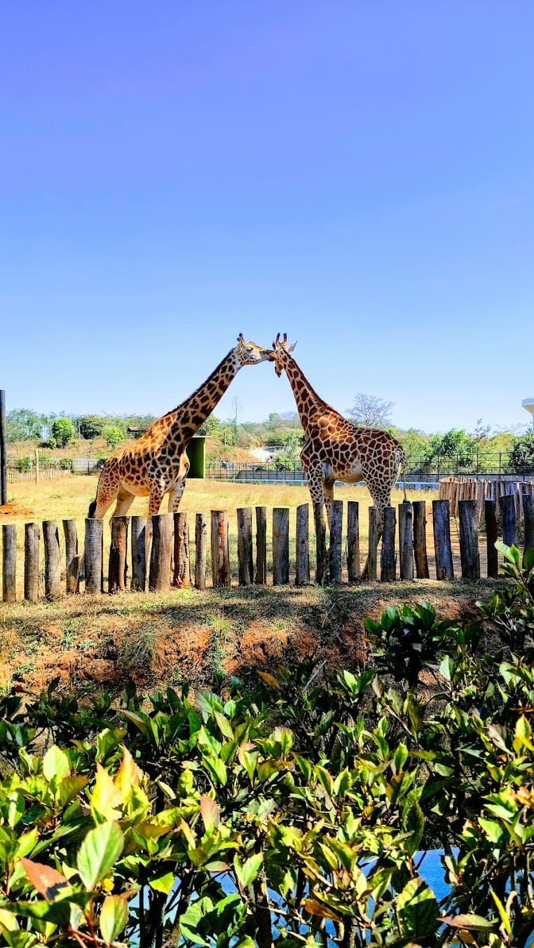 Bannerghatta Biological Park – Safari-safari-bangalore